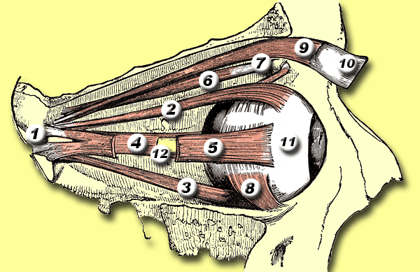 Eye4 Risk eye4 | Kyoto Osteopathy Bodywork Tanigawa